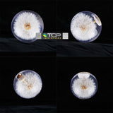 Dandelion Bubble Shift Knob 70mm - Shift Knobs 6